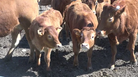 Cows Pyrenean Stock Footage 68164077