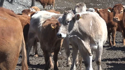Cows Pyrenean 動画素材 68164223