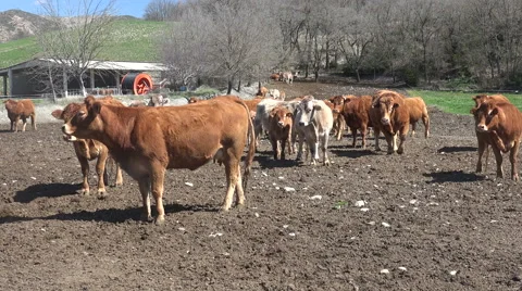 Cows Pyrenean Stock Footage 68164354