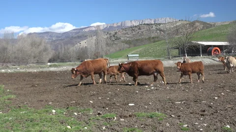 Cows Pyrenean Stock Footage 68164406