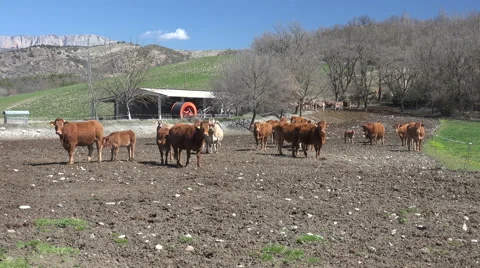 Cows Pyrenean Stock Footage 68164456