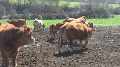 Cows Pyrenean Stock Footage 68608609