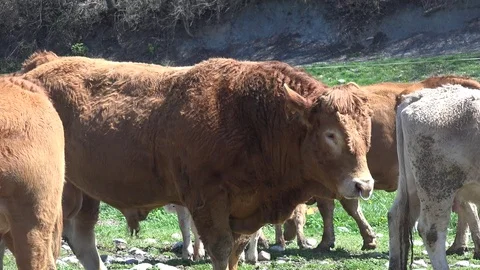 Cows Pyrenean Stock Footage 74493159