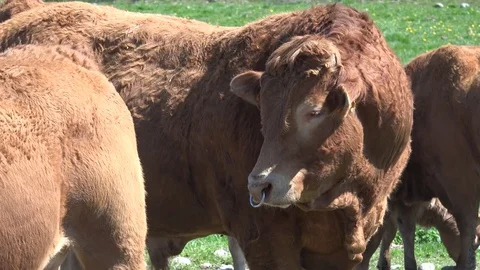 Cows Pyrenean Stock Footage 74493162