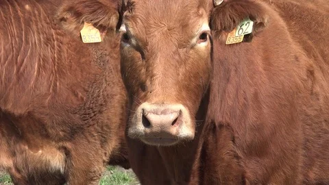 Cows Pyrenean Stock Footage 74493167