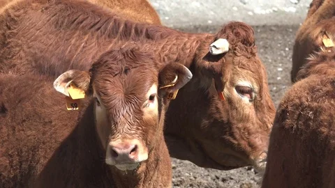 Cows Pyrenean Stock Footage 74493175