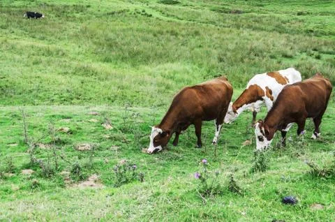 Cows on the pyrenees mountains in spain Stock Photos