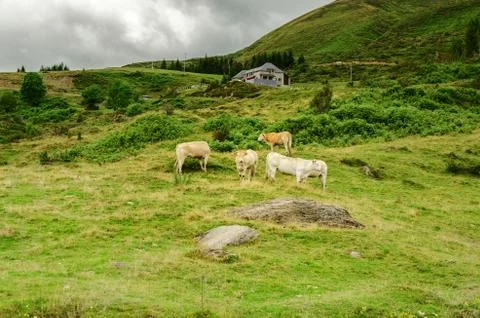 Cows on the pyrenees mountains in spain Stock Photos