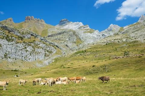 Cows in the Pyrenees Stock Photos