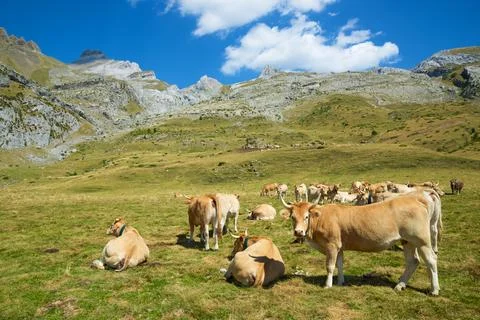 Cows in the Pyrenees Stock Photos
