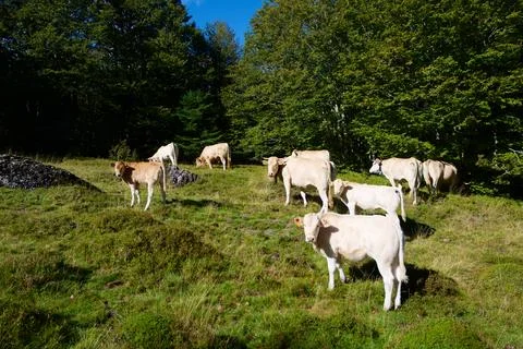 Cows in the Pyrenees Fotos de archivo