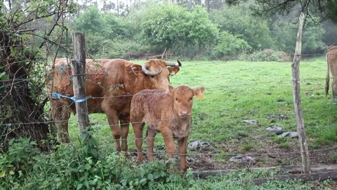Cows in a rainy day Stock Footage 242756678
