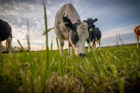 Cows in a ranch grazing on spring grass in The Netherlands Stock Photos