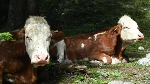 Cows rehash in a forest and have a lot of flys on the nose 스톡 동영상 260835120