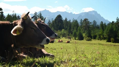Cows relax and rehash in front of an alpine panorama in summer 스톡 동영상 260825237