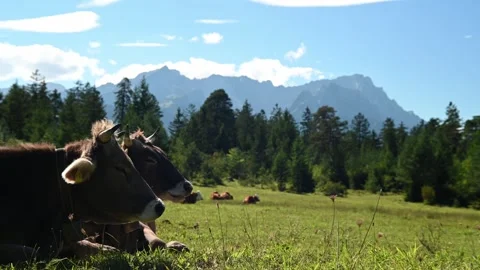 Cows relax and rehash in front of an alpine panorama in summer Stock-Footage 260825242