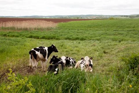 Cows relax in field Stock-Fotos