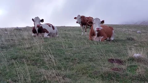 Cows relax in the mountain meadow Stock Footage 237262066