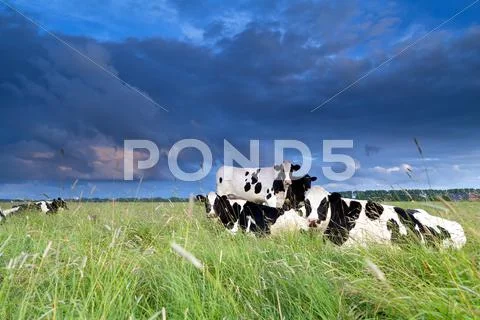 Cows relaxed on pasture Stock Photos