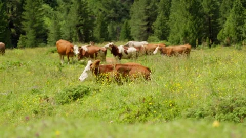 Cows relaxing on green grass  Stock Footage 283567356