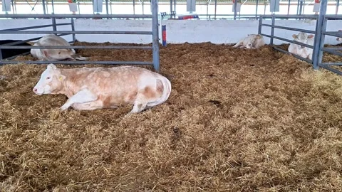 Cows Relaxing in a Straw Bedded Barn Vídeos de archivo 335505154