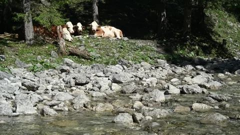 Cows relaxing in the sun next to a mountain stream 스톡 동영상 260834776