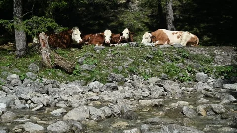Cows relaxing in the sun next to a mountain stream 스톡 동영상 260834840
