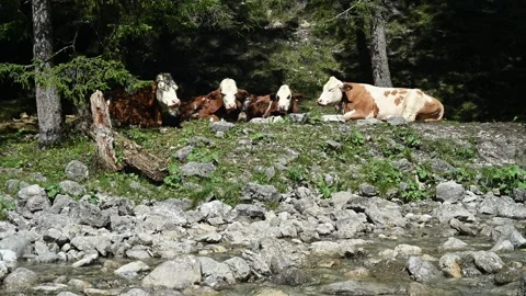 Cows relaxing in the sun next to a mountain stream 스톡 동영상 260835019