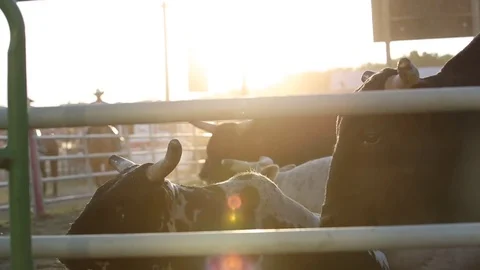 Cows relaxing in the sunset, with cowboy in background. Stock Footage 71286950