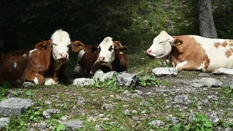 Cows relaxing under trees next to a mountain stream 스톡 동영상 260834943
