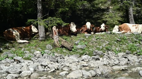 Cows relaxing under trees next to a mountain stream 스톡 동영상 260835063