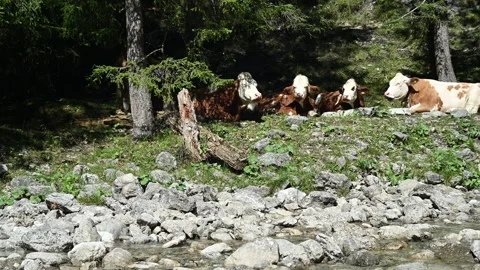 Cows relaxing under trees next to a mountain stream Video stock 260835108