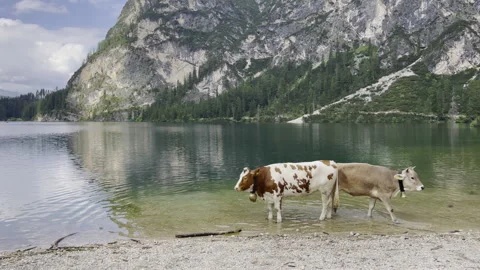 Cows rest against the backdrop of an alpine lake and mountains. Stock Footage 280766762