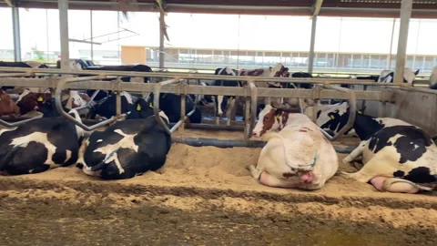 Cows rest and eat after a walk. Stock Footage 156729087