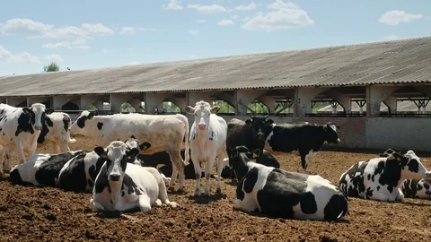 Cows rest on the farm Stock Footage 75996001