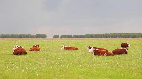 Cows rest on a meadow Stock Footage 80125010