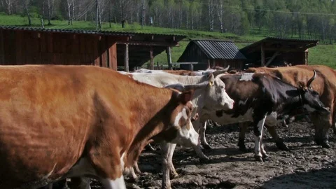 Cows rest before milking Stock Footage 99193587