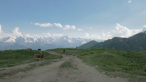 Cows rest in the mountains , Georgia Stock Footage 83959042