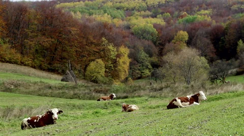 Cows Rest on Pasture Stock Footage 32346212