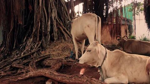Cows rest peacefully by a banyan tree in India. Stock Footage 39792075