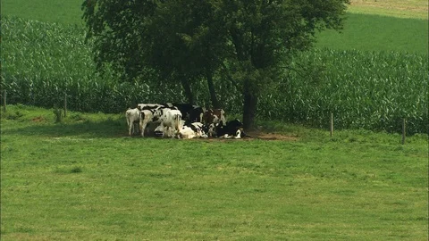 Cows rest under the trees 스톡 동영상 87904681