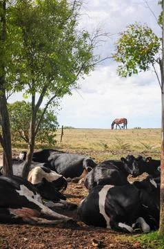 Cows rest under trees in Uruguay with a horse grazing in the background Stock Photos