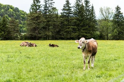 Cows Resting in Alpine Meadow Stock Photos