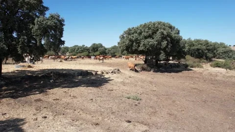 Cows resting among the trees  - 274 Stock Footage 310502197
