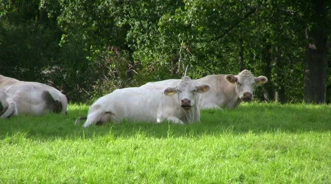 Cows resting and chew Stock Footage 502598
