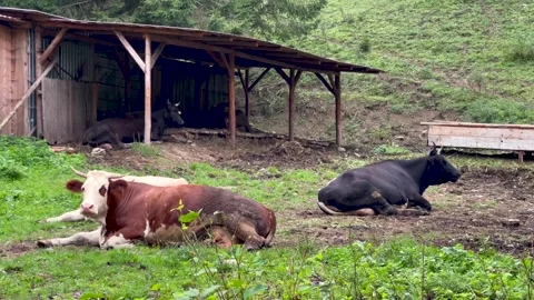 Cows Resting and Chewing Cud in Mountain Pasture – Peaceful Rural Scene Stockbeeldmateriaal 315779299