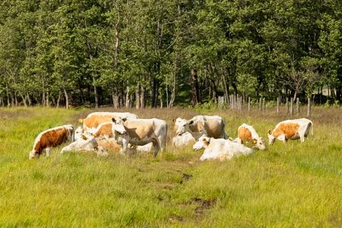 Cows resting and grazing in field. Stock Photos