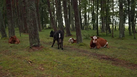 Cows resting and grazing in quiet forest clearing with tall trees and green Stock Footage 344771602