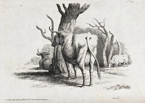 Cows resting and grazing under some trees. Etching by W.-S. Howitt, ca 1801. Stock Illustration