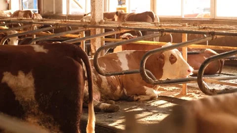 Cows resting in the barn Stock Footage 294000445